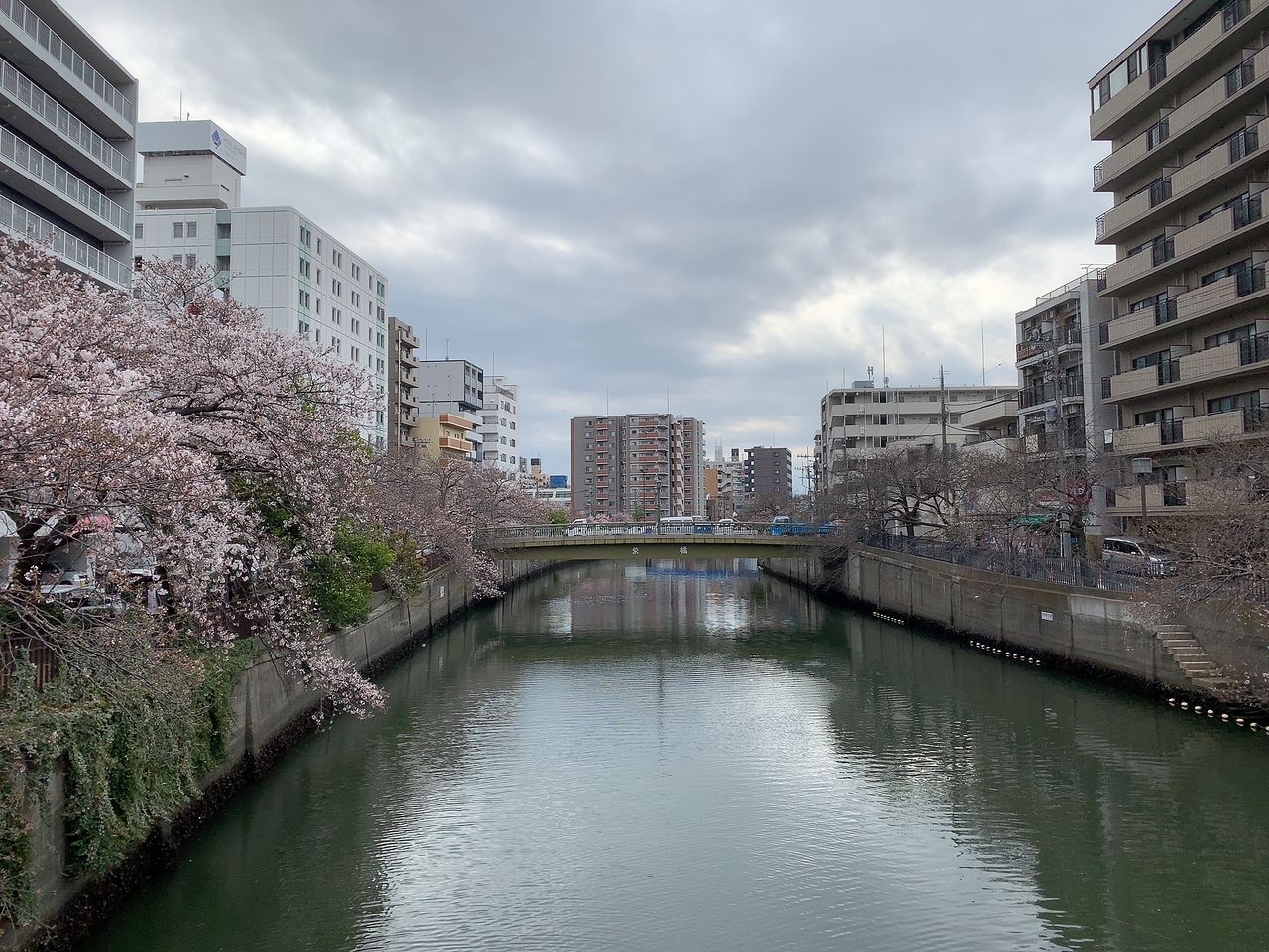 2021年 大岡川の桜