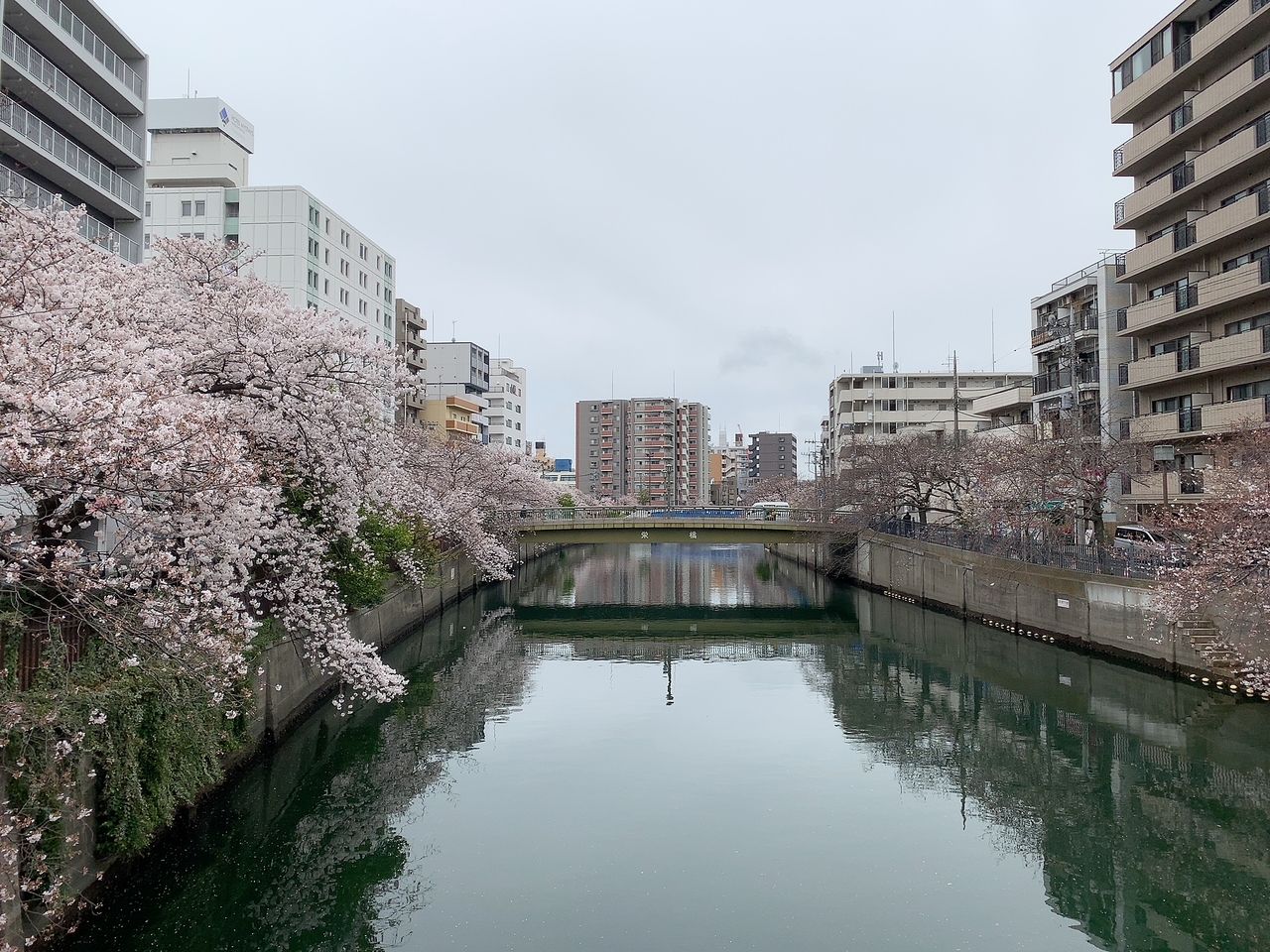 2021年3月25日の大岡川の桜とお花見