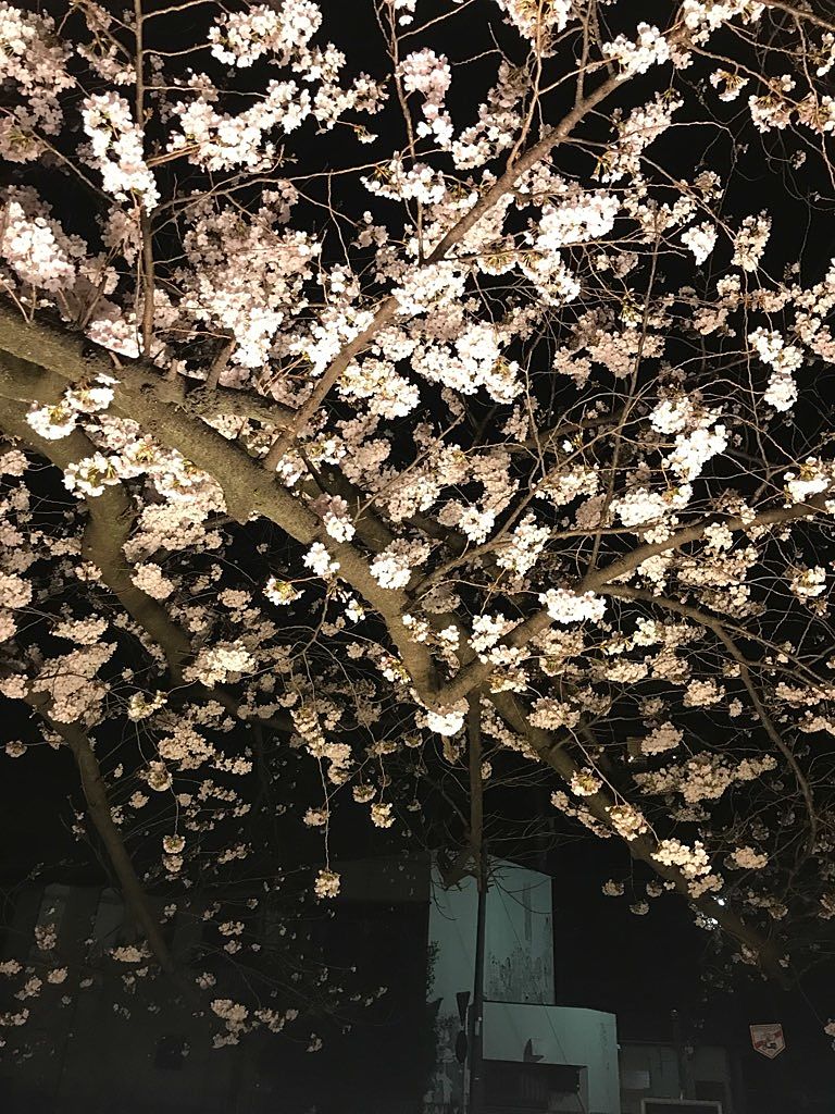 ライトアップされている桜
