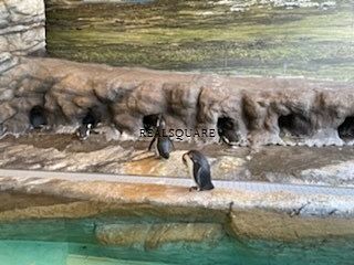 南アメリカ沿岸に生息するマゼランペンギン