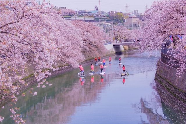横浜市南区 桜まつりが開催されます♪