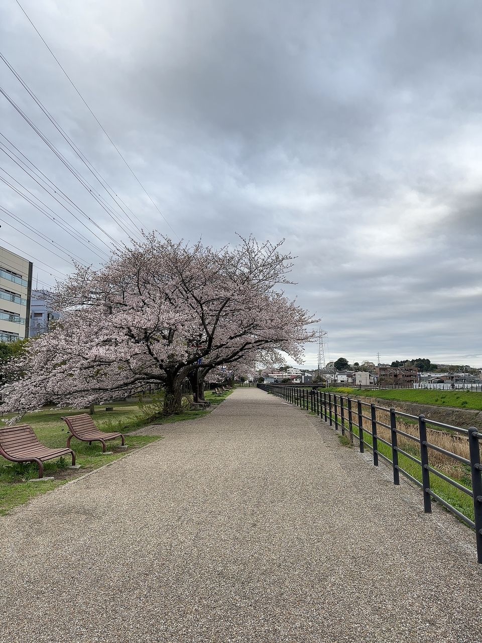 新横浜 桜並木 2023年3月27日