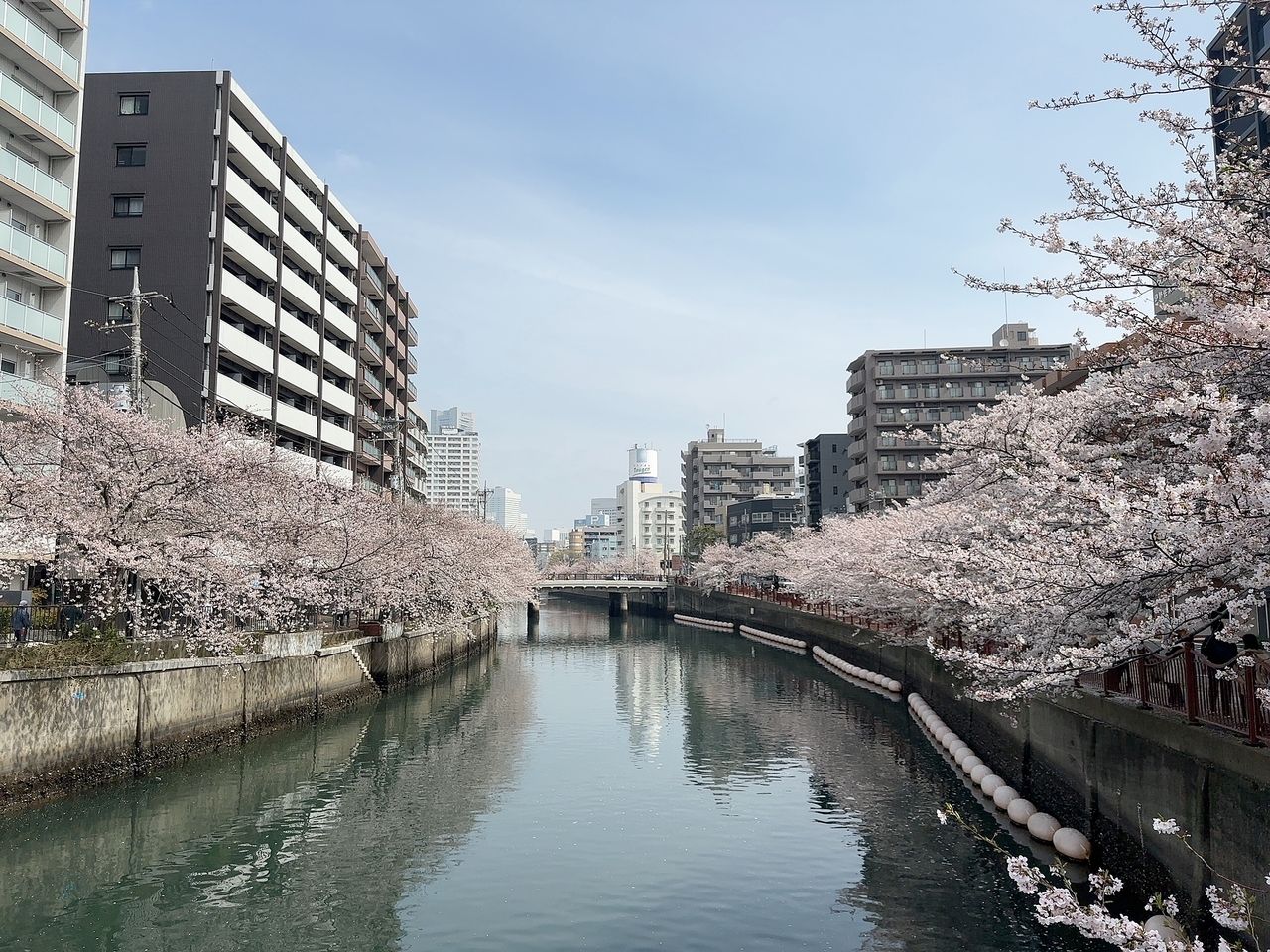 【2024】横浜大岡川沿い、桜が満開！春の絶景をご紹介