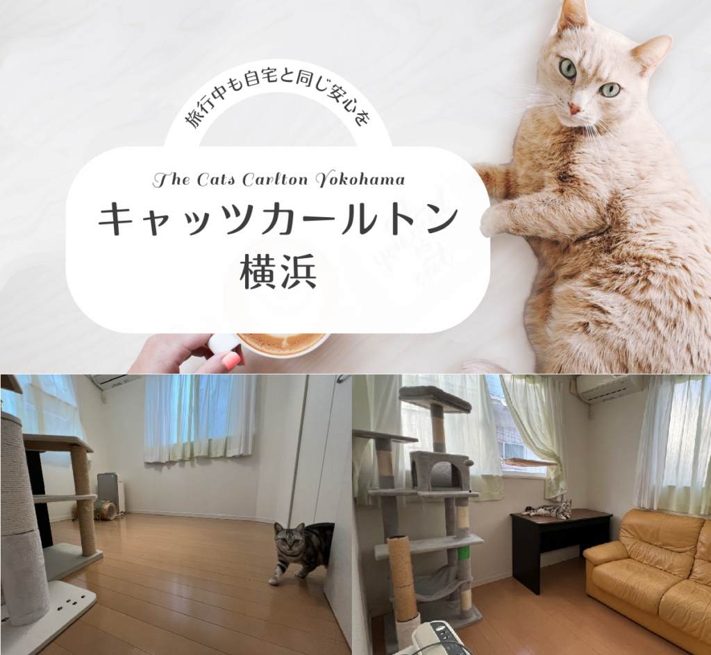 キャッツカールトン横浜