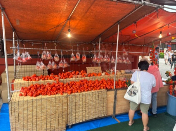 赤く美しいほおずきの実がずらりと並ぶ、夏の風物詩