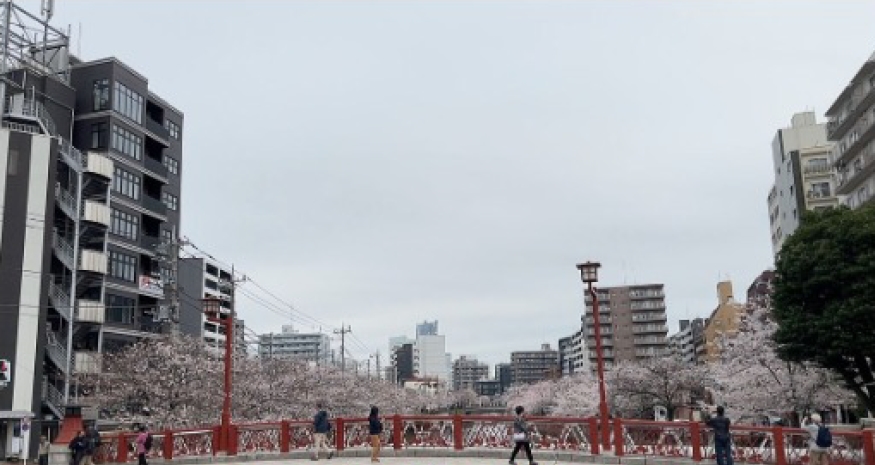 【2024年4月6日大岡川の桜】もうすぐ満開を迎えます