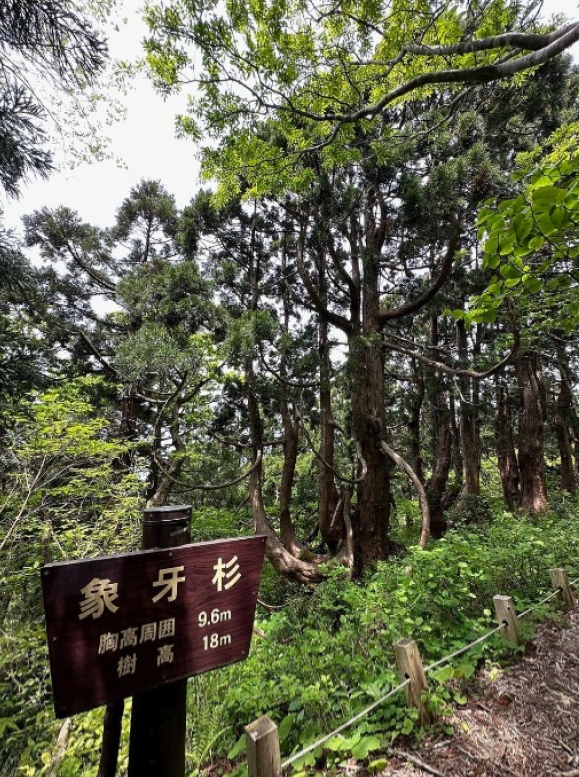 大佐渡石名天然杉