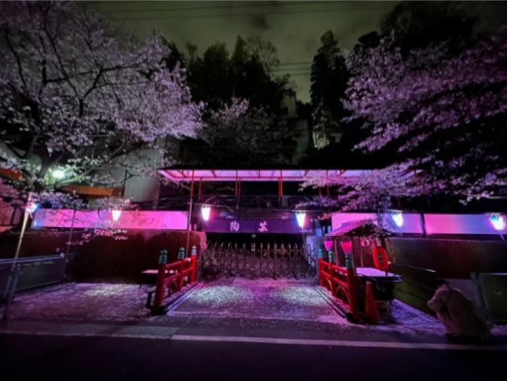 夜桜