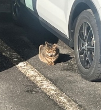 気持ちよさそうに日向ぼっこをしている街ネコ