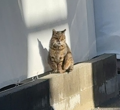 行儀よく座り、じっと太陽の日を浴びている姿がなんとも可愛らしい街ネコ