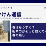 春はもうすぐ？街ネコがそっと教えてくれる春の兆し