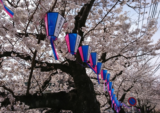 蒔田公園で開催されるみなみ桜まつりイベント