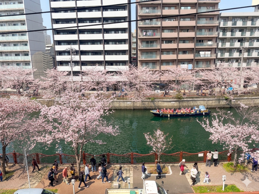 桜シーズンのバルコニーから見た正面