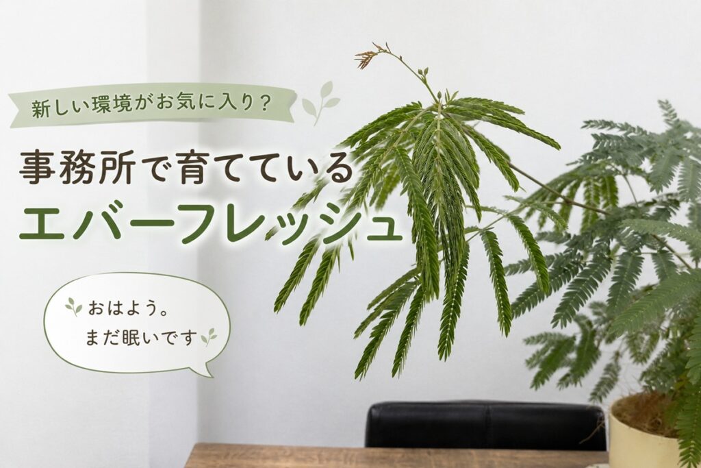 新しい環境がお気に入り？事務所で育てているエバーフレッシュ
