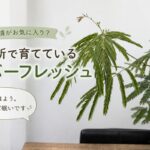 新しい環境がお気に入り？事務所で育てているエバーフレッシュ